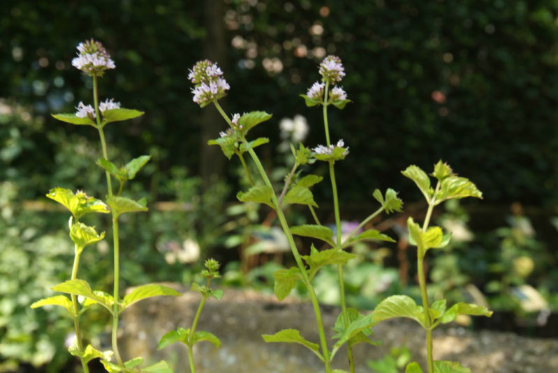 Mentha x piperita 'Orange'Sinaasappelmunt bestellen